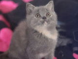 À réserver 1 chatonne British Shorthair bleue tortie de septembre 2021 LOOF