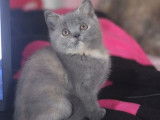 À réserver 1 chatonne British Shorthair bleue tortie de septembre 2021 LOOF