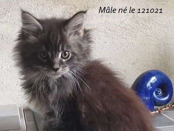 Cession de 3 chatons Maine Coon bicolores LOOF né en octobre 2021