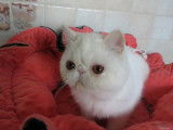 2 chatons Exotic Shorthair blancs disponibles &agrave; l&rsquo;achat (LOOF)