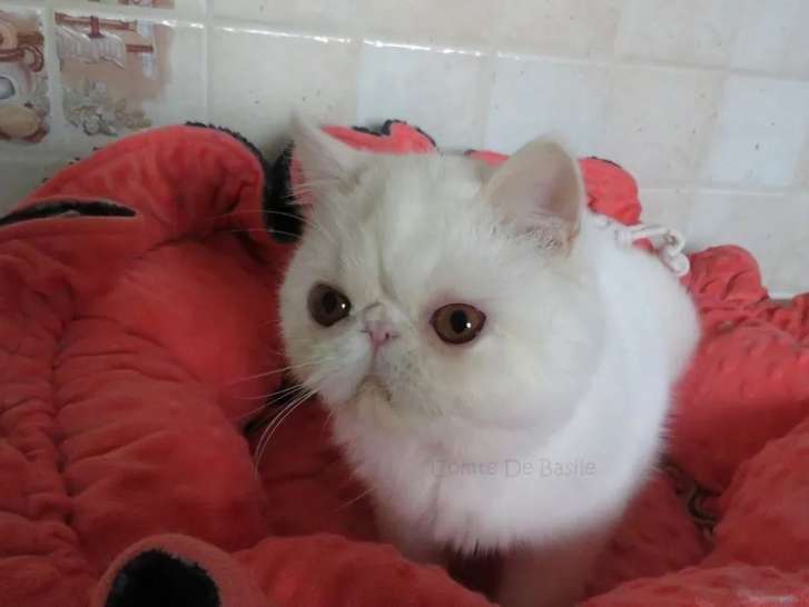 2 chatons Exotic Shorthair blancs disponibles à l’achat (LOOF)