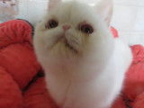 2 chatons Exotic Shorthair blancs disponibles &agrave; l&rsquo;achat (LOOF)