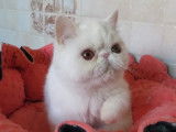 2 chatons Exotic Shorthair blancs disponibles &agrave; l&rsquo;achat (LOOF)