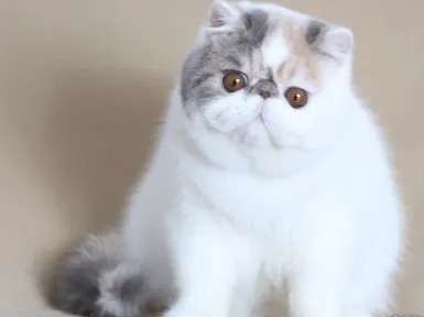 Une chatte Exotic Shorthair blanc tricolore non LOOF de 4 ans à placer