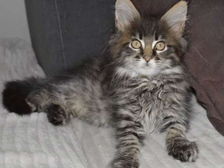 Un chaton Maine Coon mâle LOOF né en septembre 2021 disponible de suite