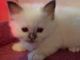 5 chatons Sacr&eacute; de Birmanie blancs non LOOF &agrave; c&eacute;der