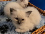 5 chatons Sacr&eacute; de Birmanie blancs non LOOF &agrave; c&eacute;der