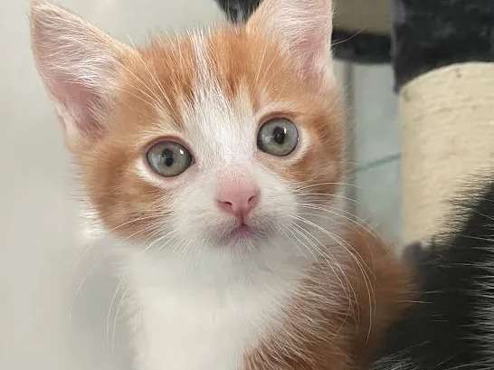 3 Chatons Munchkin Non Loof A Acheter Petite Annonce Chat