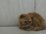 À vendre chaton mâle Exotic Shorthair roux (non LOOF)
