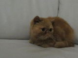 À vendre chaton mâle Exotic Shorthair roux (non LOOF)