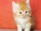 Maine Coon Chaton Ou Adulte A Vendre Dans Le Nord