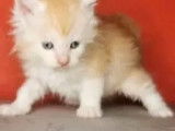 Deux chatons Maine Coon LOOF disponibles à la vente