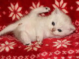 5 chatons British Shorthair non LOOF en vente