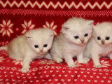 5 chatons British Shorthair non LOOF en vente