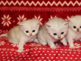 5 chatons British Shorthair non LOOF en vente