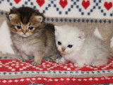 5 chatons British Shorthair non LOOF en vente