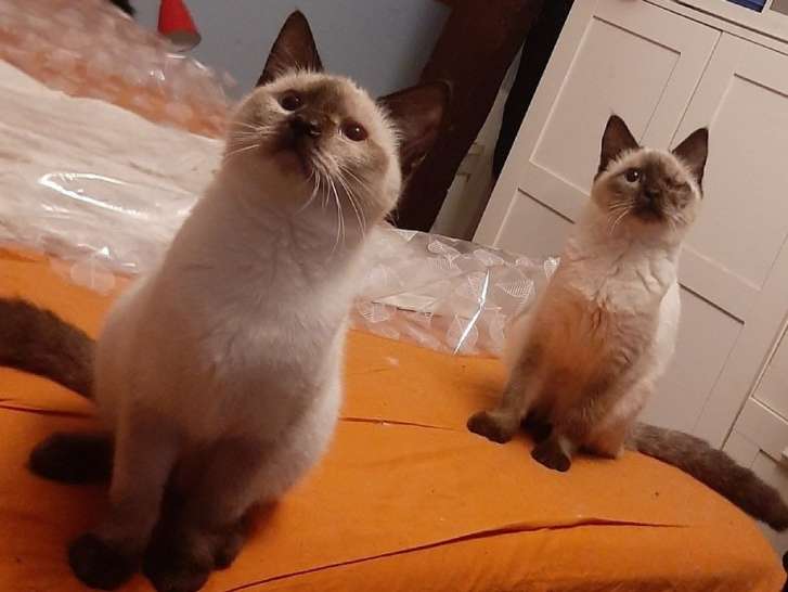 À vendre : 3 chatons Siamois (non LOOF)