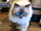 Roméo, mâle Sacré de Birmanie blue point pour saillie