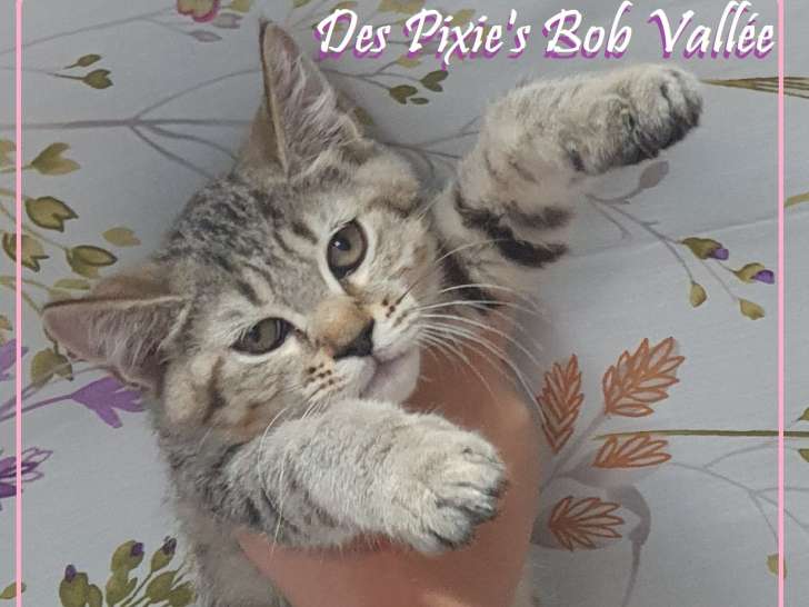 Chatons Loof  Pixie Bob Cat