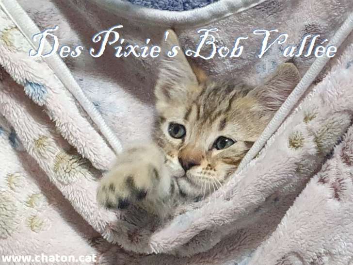 Chatons Loof  Pixie Bob Cat