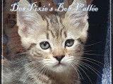 Chatons Loof  Pixie Bob Cat