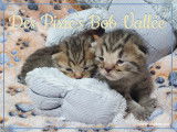 Chatons Loof  Pixie Bob Cat