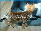 Chatons Loof  Pixie Bob Cat