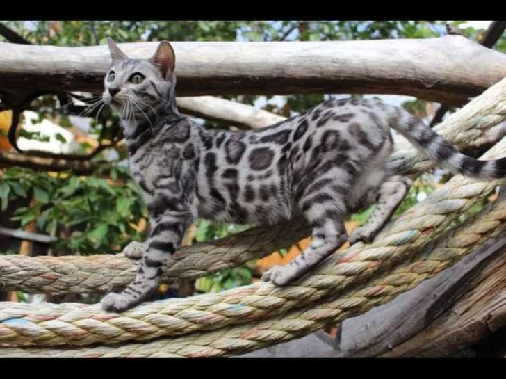 Magnifiques chaton Bengal silver