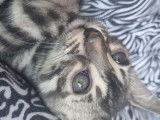 Magnifiques chaton Bengal silver