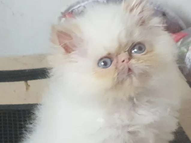 A Vendre Chaton Persan Male Au Pelage Red Point Loof Petite Annonce Chat
