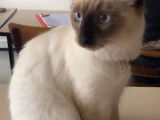 Chat mâle Siamois recherche femelle pour saillie