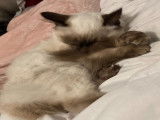 Chat mâle Siamois recherche femelle pour saillie