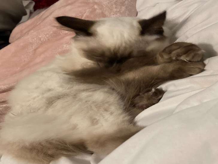 Chat Male Siamois Recherche Femelle Pour Saillie Petite Annonce Chat