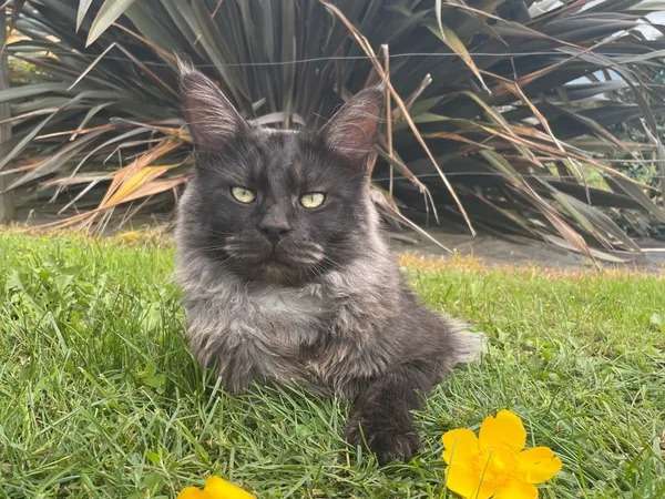 Un chat mâle adulte Maine Coon LOF d'un an au pelage noir smoke à vendre