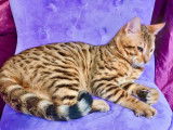 Un chaton mâle Bengal LOOF au pelage marron tabby à motif rosettes disponible de suite