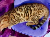 Un chaton mâle Bengal LOOF au pelage marron tabby à motif rosettes disponible de suite