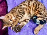 Un chaton mâle Bengal LOOF au pelage marron tabby à motif rosettes disponible de suite