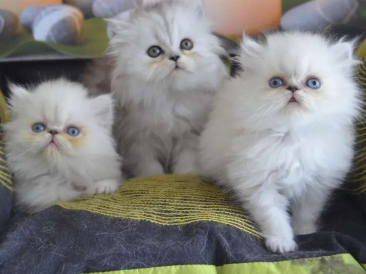 À réserver trois chatons Persan non LOOF