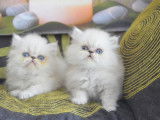 &Agrave; r&eacute;server trois chatons Persan non LOOF