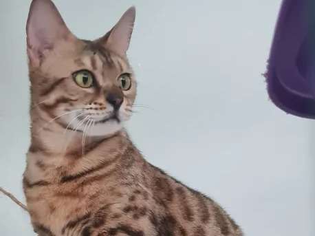 Une chatte Bengal à rosettes LOOF de 4 ans disponible tout de suite