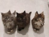 Maine Coon Chaton Ou Adulte A Vendre En Vendee