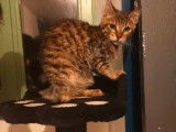 Chatonne Bengal spotted brown LOOF à acheter