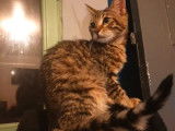 Chatonne Bengal spotted brown LOOF à acheter