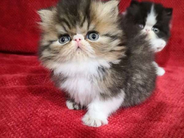 À réserver : un chaton Persan mâle LOOF marron et blanc