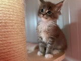 Chaton femelle Maine Coon LOOF bleu tacheté et blanc disponnible à la réservation