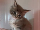 Chaton femelle Maine Coon LOOF bleu tacheté et blanc disponnible à la réservation