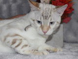 Chaton mâle Bengal blanc non LOOF disponible à la vente