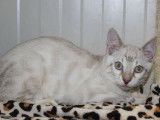 Chaton mâle Bengal blanc non LOOF disponible à la vente