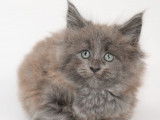 Disponible à la réservation : 2 chatons Maine Coon LOOF