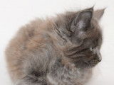 Disponible à la réservation : 2 chatons Maine Coon LOOF